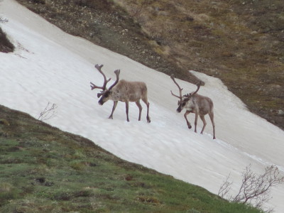Denali Caribou in Spring